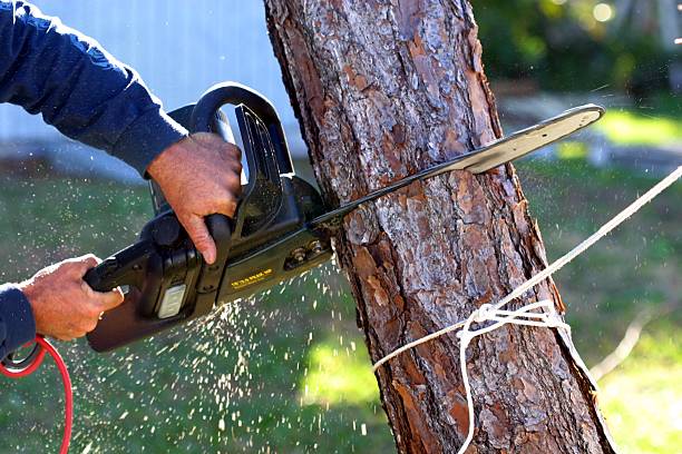 Professional Tree Services in American Falls, ID