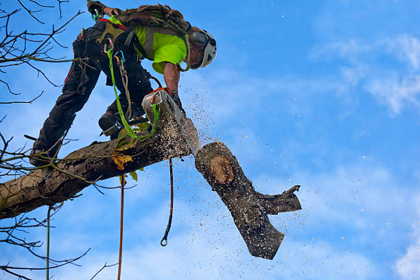 How Our Tree Care Process Works  in  American Falls, ID